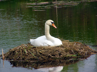 Hoeckerschwan auf Nest